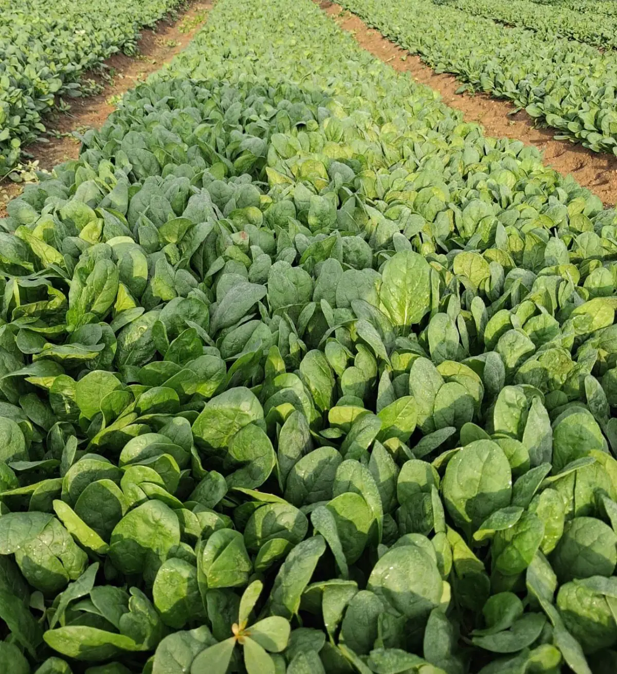 Baby spinach growing in the field