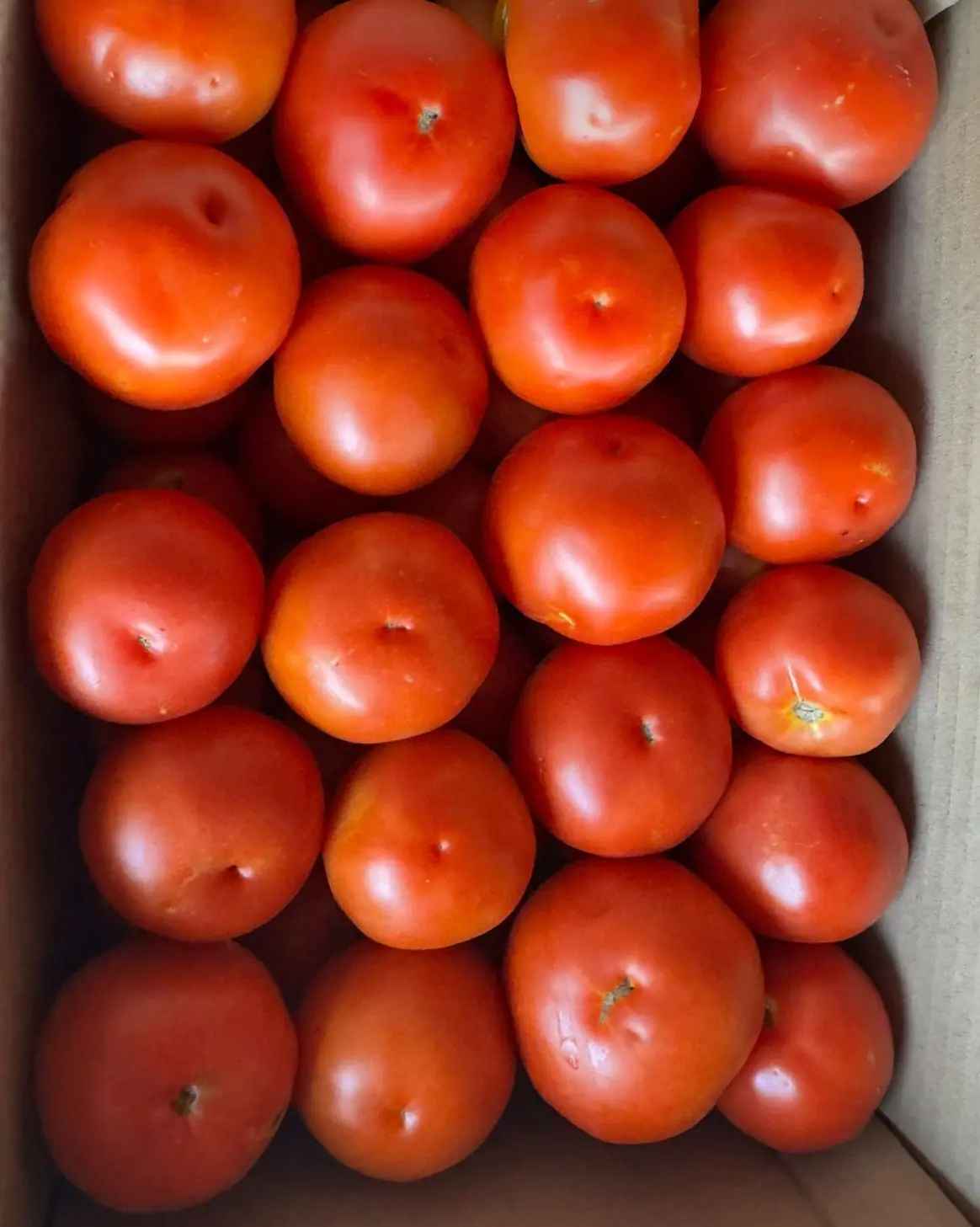 Freshly harvested tomatoes