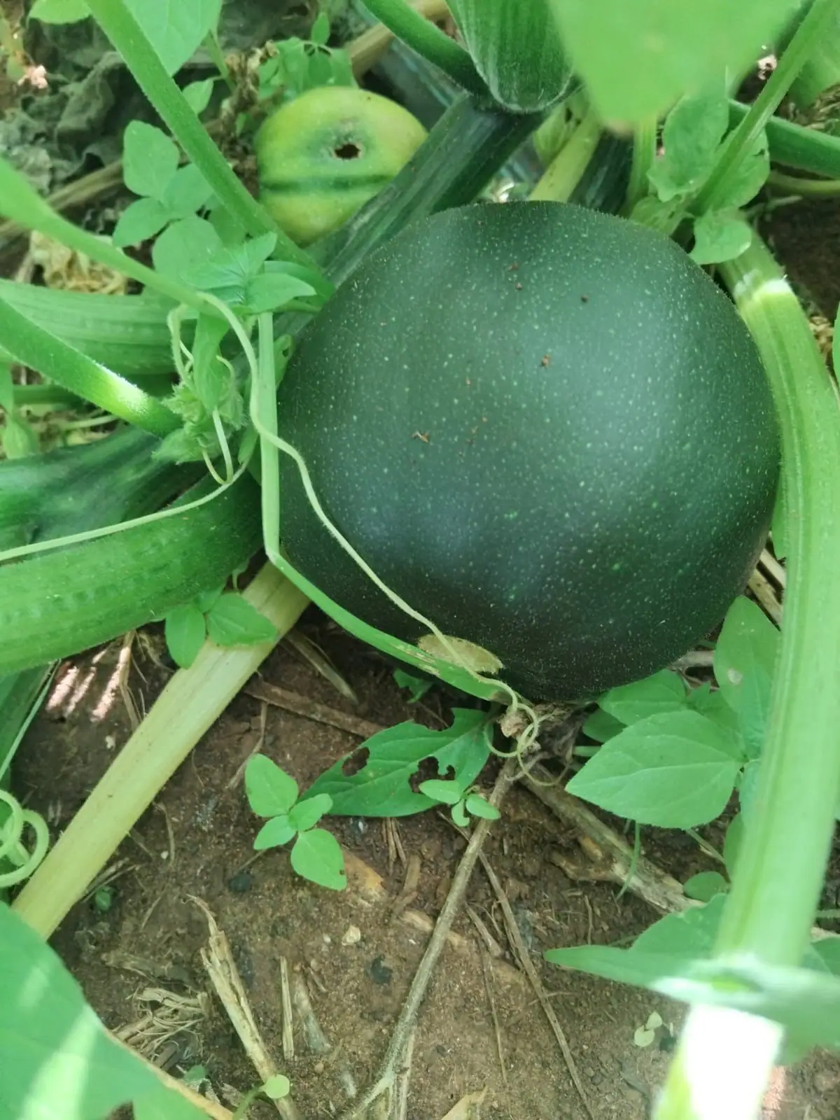 Gem squash growing on the vine