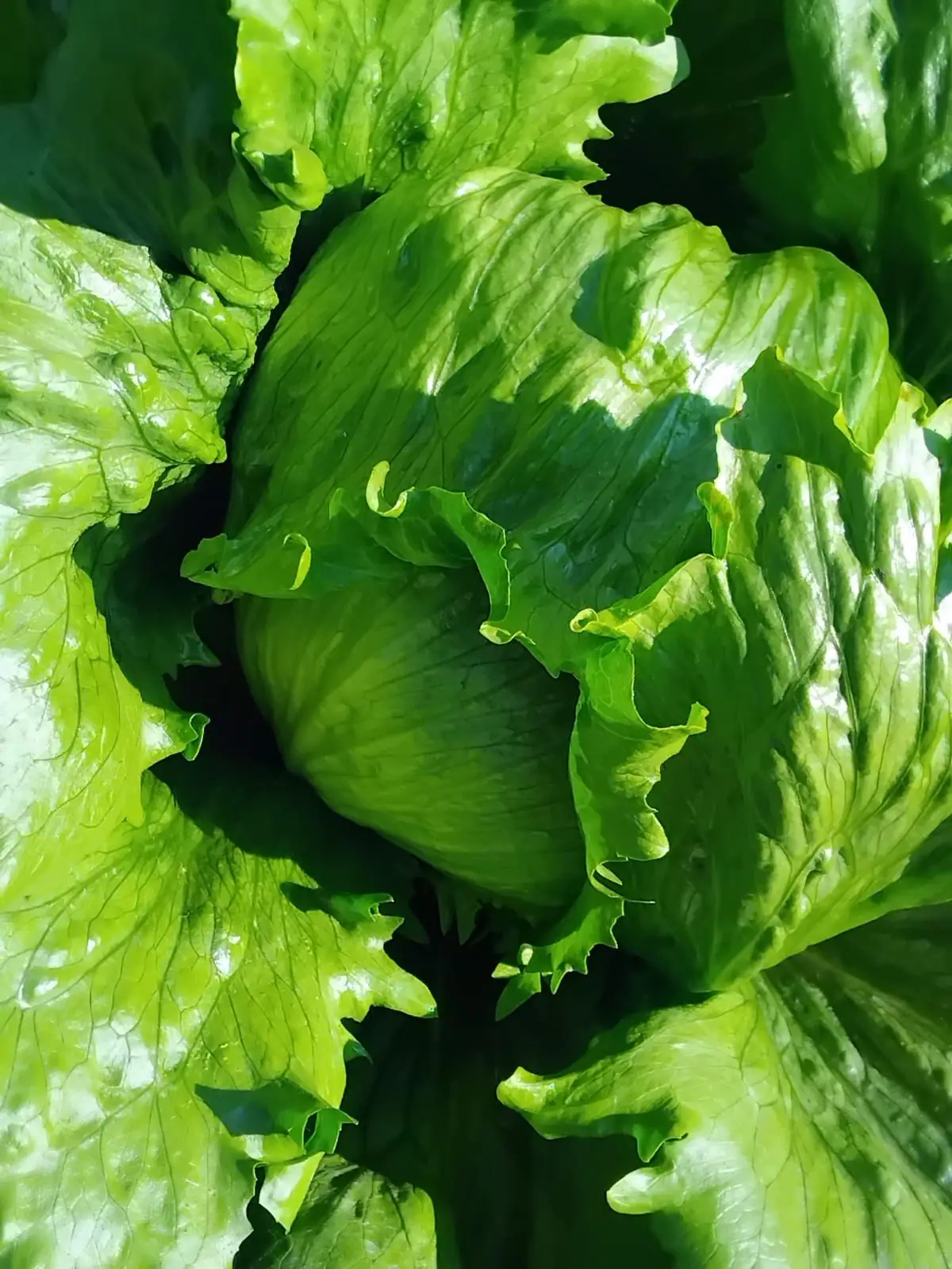 Freshly harvested crisp lettuce