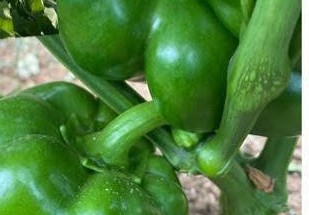 Green peppers growing