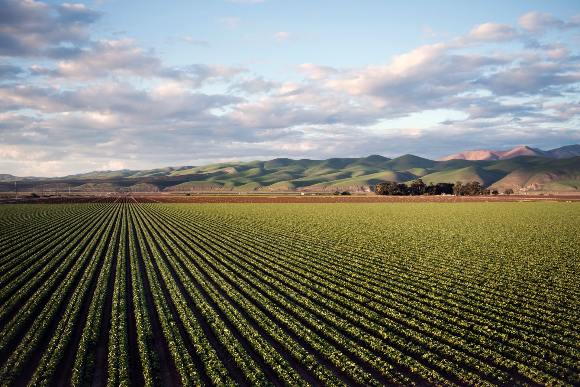 Aerial view of cultivated crop fields
