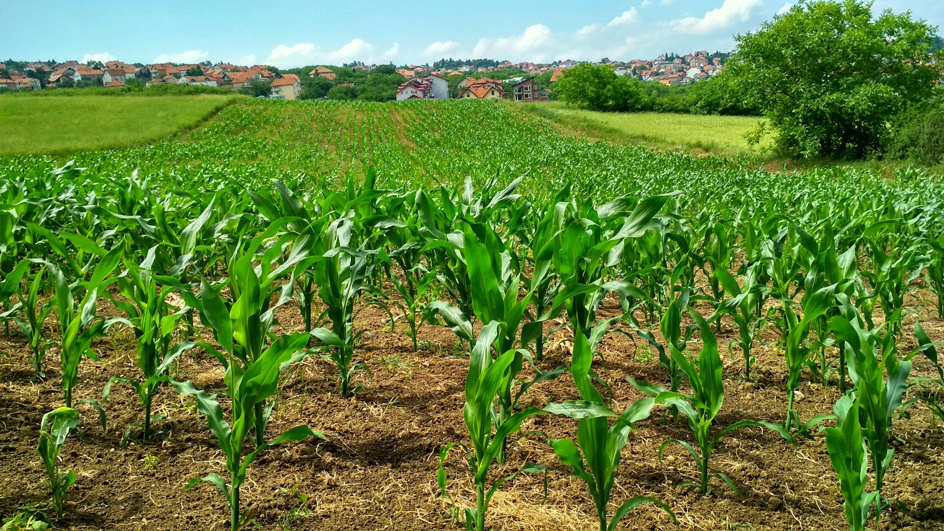 Young crops growing in rows