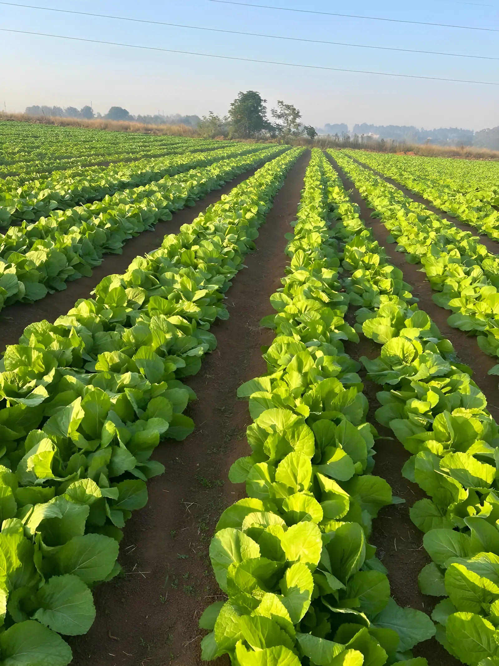 Rows of leafy greens stretching across the field at sunrise