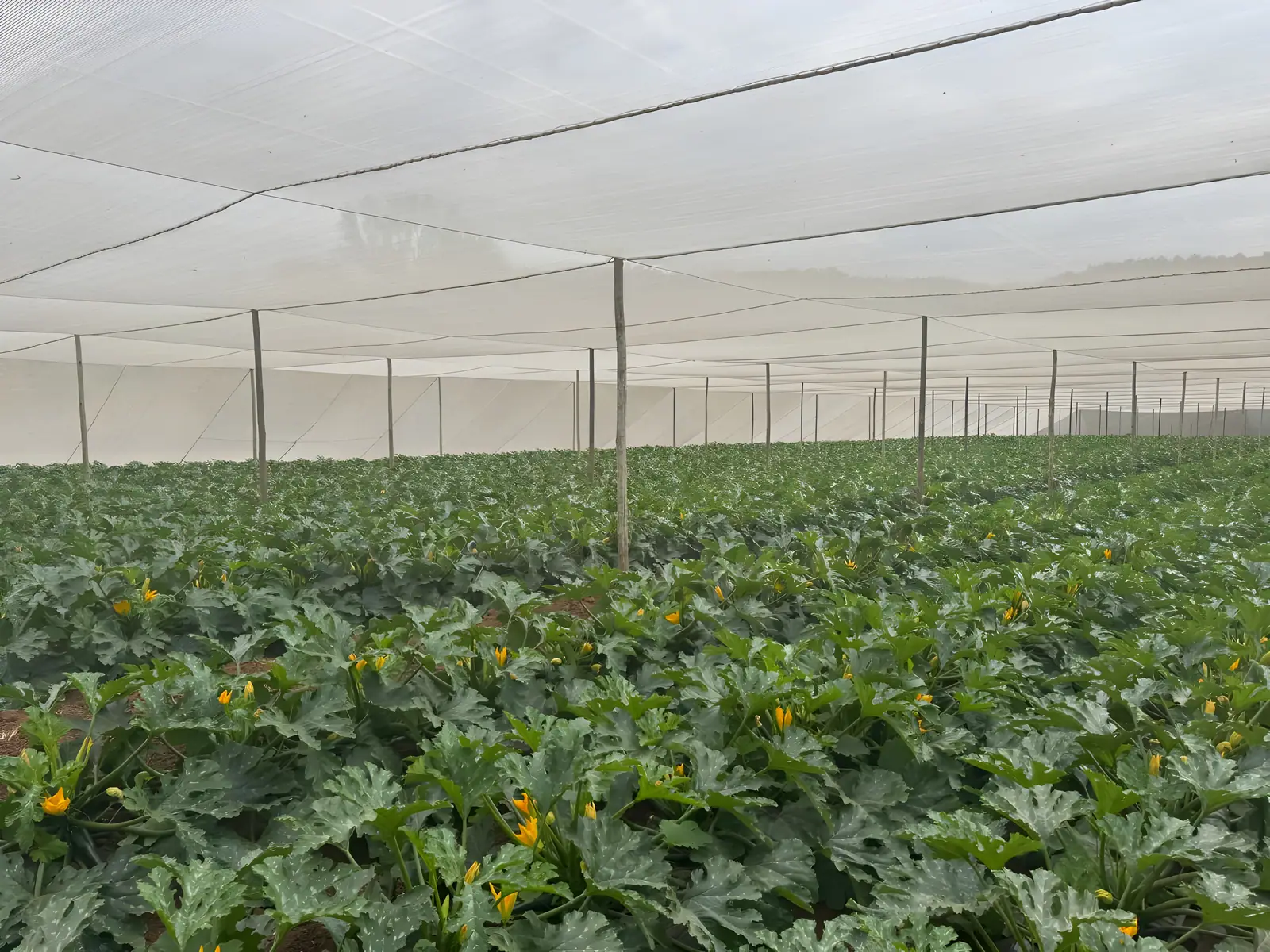 Baby marrow crop established across a protected shade tunnel
