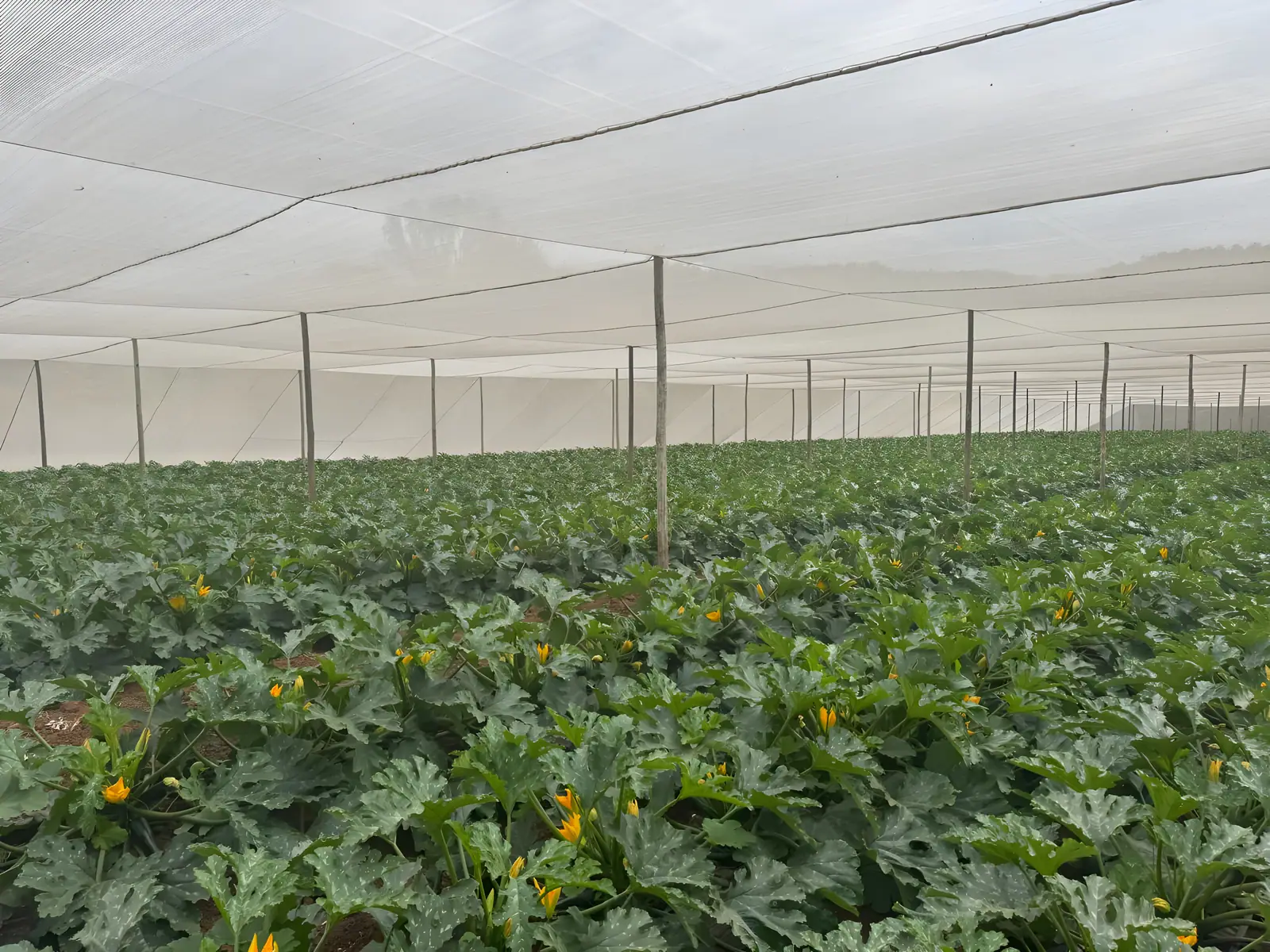 Baby marrow flowering under a protected shade tunnel