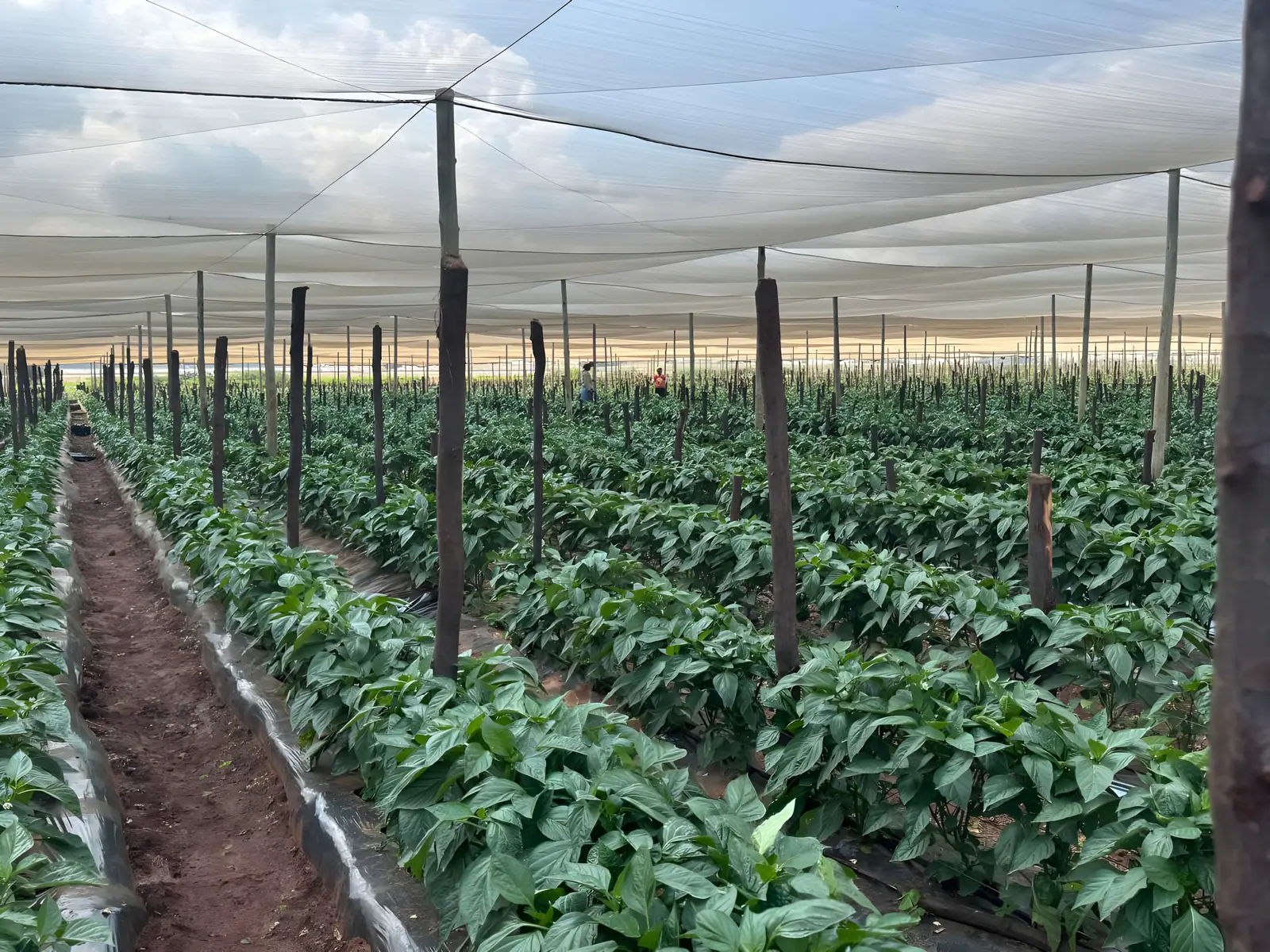 Pepper plants growing in rows inside a protected tunnel
