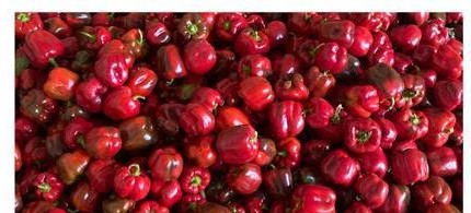 Red peppers harvest