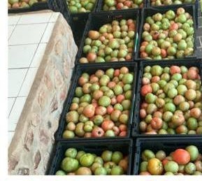 Crates of tomatoes