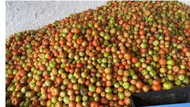 Freshly harvested tomatoes